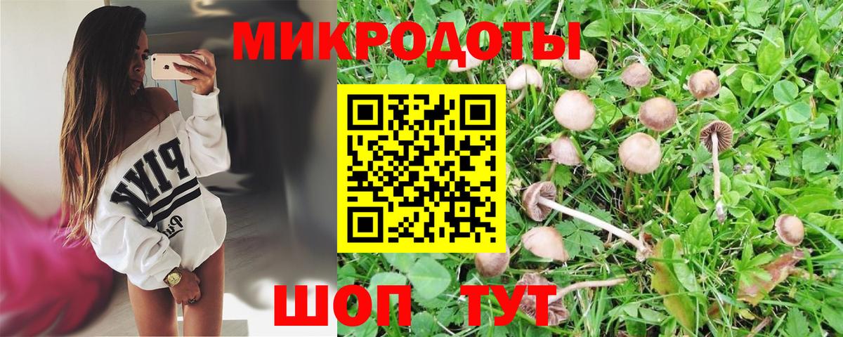 Галлюциногенные грибы Psilocybine cubensis Сосновый Бор